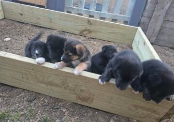 German Shep-Border Collie