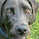 Great Dane Female