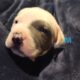 American Bully XL mix