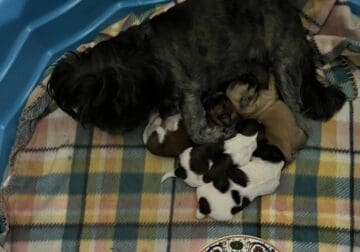 AKC SHIH TZU PUPPIES