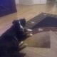 Rehoming Mini Australia Shepherd