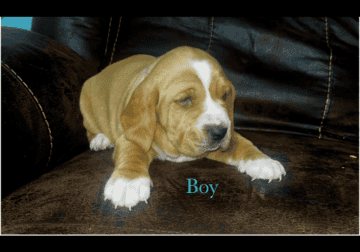 Basset hound / English mastiff mix