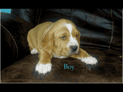 Basset hound / English mastiff mix