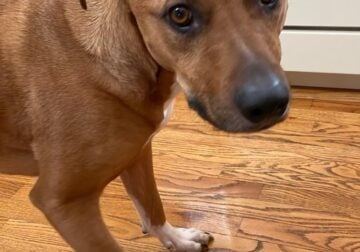 Need a new preferably dog free home for Spike!