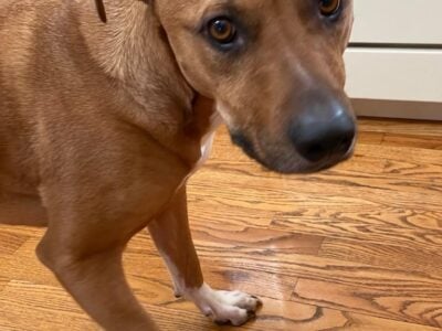 Need a new preferably dog free home for Spike!