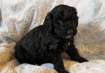 F1b Goldendoodle Black Female 2