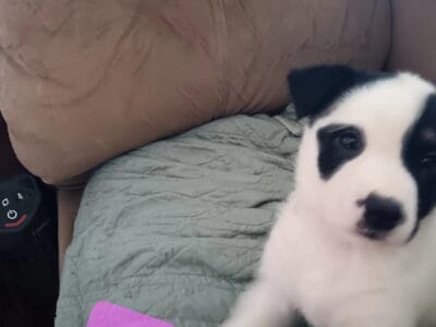 Husky Shepard collie pit
