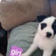 Husky Shepard collie pit