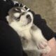 Siberian Husky puppies