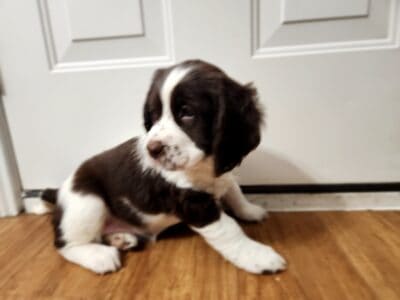 English Springer Spaniel AKC Female 3