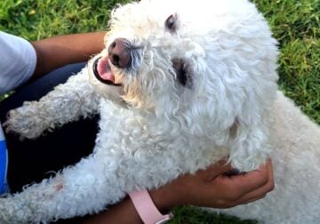 Rehoming 7yr MaltiPoo female