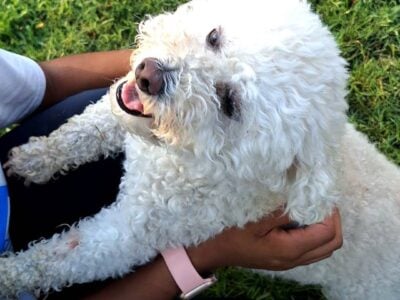 Rehoming 7yr MaltiPoo female