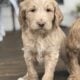 CKC Golden Doodle