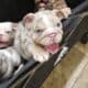 English Bulldog Lilac Tri Merle