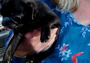 Adorable Black Male Pug Puppy