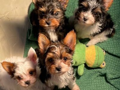 Teacup parti yorkie