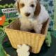 Mini Tri-Color Parti Poodle Puppies 15-20 lbs