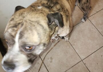 Pitbull/bulldog
