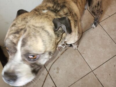 Pitbull/bulldog
