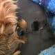 Teacup Yorkie puppies