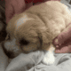 male aprocot maltipoo ready now
