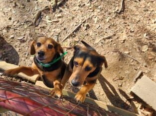 Beagles