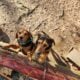 Beagles