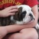 English Bulldog Puppies