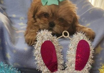 Shih tzu puppy