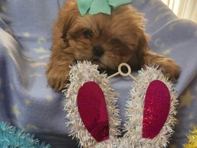 Shih tzu puppy