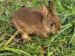 Bunnies for sale