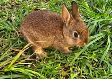 Bunnies for sale
