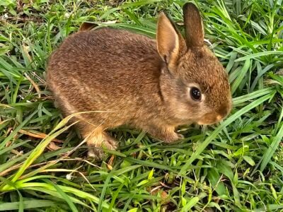 Bunnies for sale