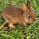 Bunnies for sale