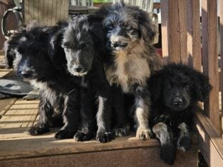 Beautiful Aussiedoodle puppies for sale