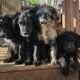 Beautiful Aussiedoodle puppies for sale