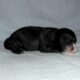 Nike- MaltiPoo male, non-shed, emot supprt pet