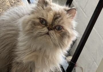 Female Himalayan
