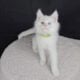 Maine Coon Kittens