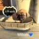 English Mastiff Puppies