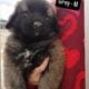 Armenian Gampr LGD Mix Puppies