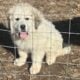 Great Pyrenees