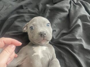 Blue Nose Pit Bull Puppies