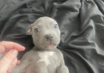 Blue Nose Pit Bull Puppies