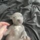 Blue Nose Pit Bull Puppies