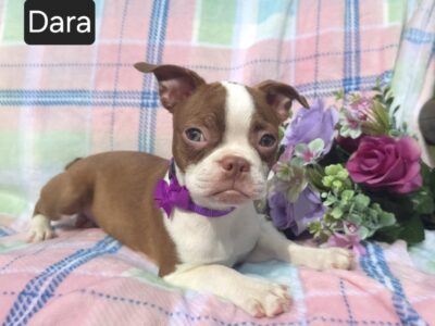 “Dara”
