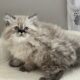 Persian kittens