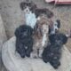 Toy Poodles