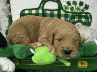 Male Goldendoodles