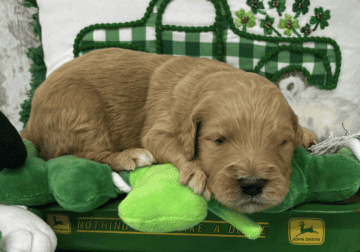Male Goldendoodles